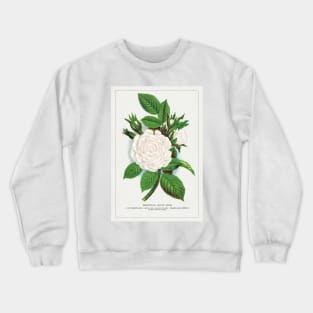 Rose, Perpetual White Moss lithograph (1900) Crewneck Sweatshirt